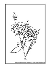 Rose.pdf